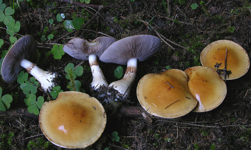 Alcuni Cortinarius.